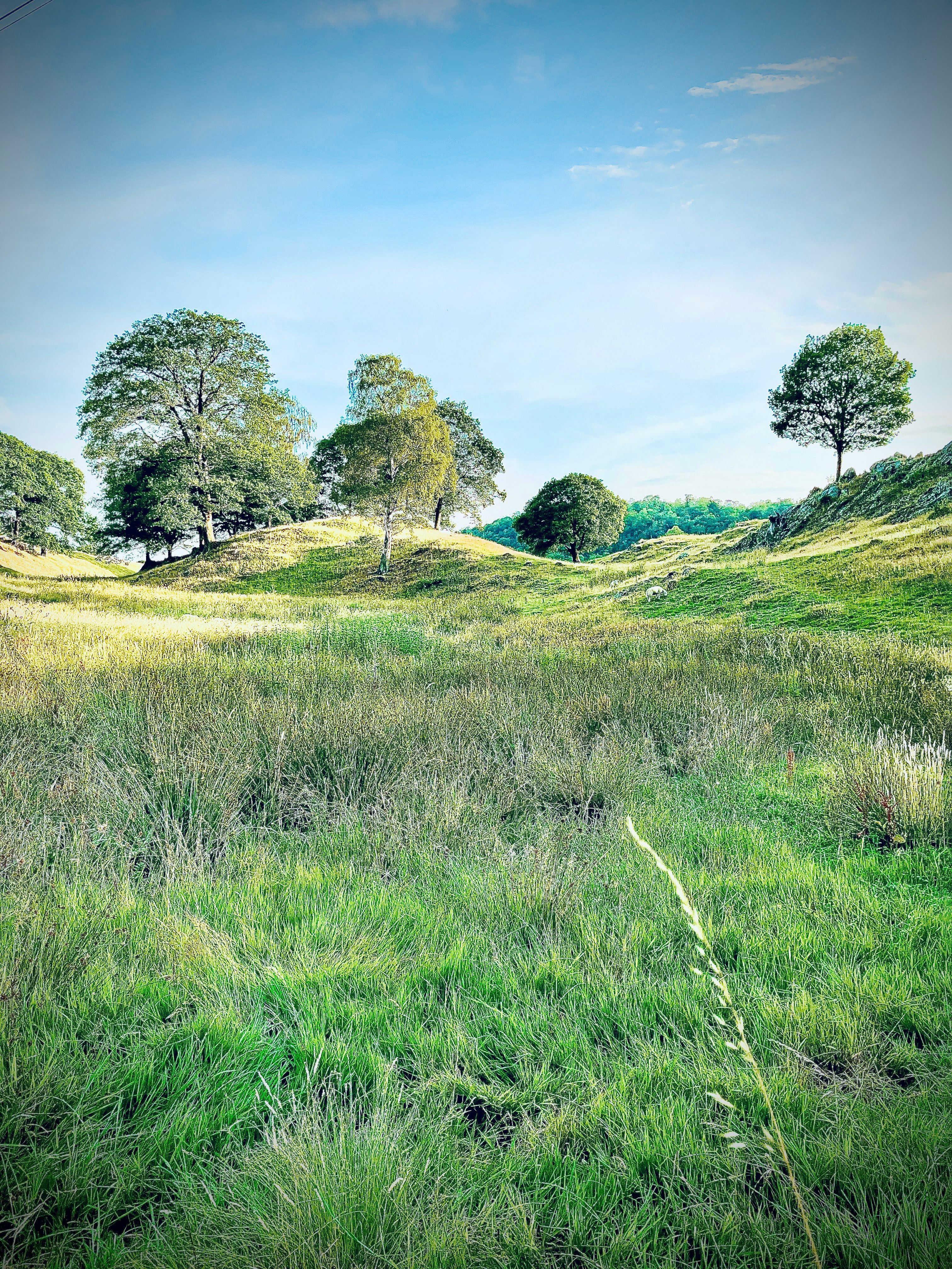 green grass field with trees under blue sky during daytime